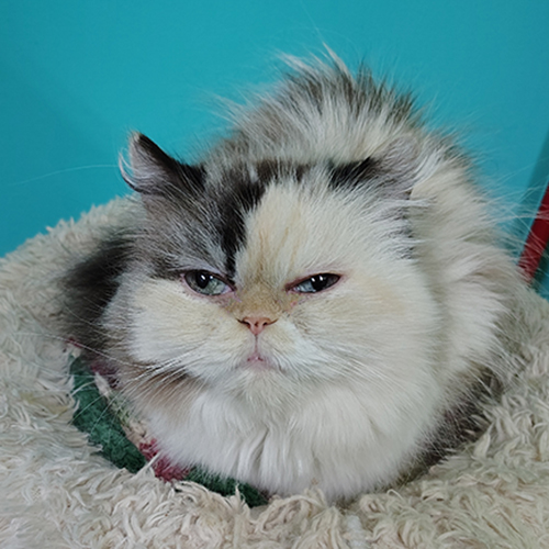 Leïla, himalayenne tortie point de 8-9 ans (non stérilisée)